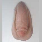 Phallus Aesthetics